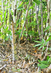 bamboo shoot