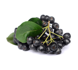 Chokeberry in closeup