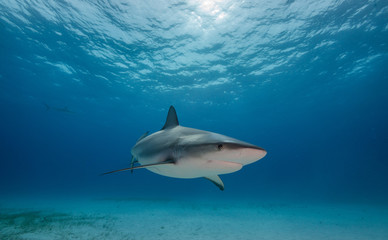 Tiger shark underwater view Grand bahama Bahamas.