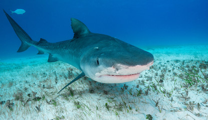 Obraz na płótnie Canvas Tiger shark underwater view Grand bahama Bahamas.