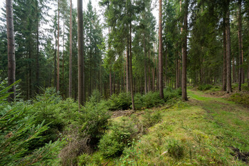Wald in Deutschland