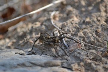 Araña en el bosque.