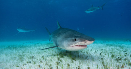 Tiger shark underwater view Grand bahama Bahamas.
