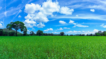 Panoram of Rice field background under blue sky with cloud