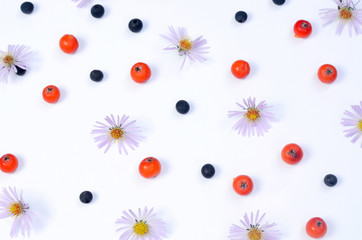 Fototapeta na wymiar Aster dumosus flowers and rowanberries on a white background. Abstract autumn backdrop.