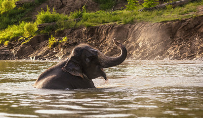 Elephant bathing on the river at the forest, Kanchanaburi provin