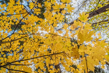 Vibrant colors of autumn forest with warm sun light illuminating gold foliage. Bottom view of orange maple woods nature at fall