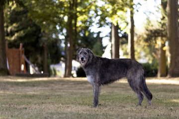 Fototapeta premium Irischer Wolfshund / Irish Wolfhound liegt auf der Wiese und lässt sich fotografieren