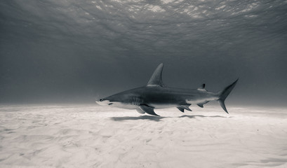 Fototapeta na wymiar Great hammerhead shark underwater view at Bimini in the Bahamas.