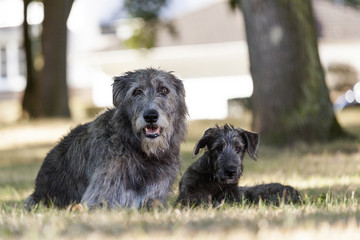 Irischer Wolfshund / Irish Wolfhound liegt auf der Wiese und lässt sich fotografieren