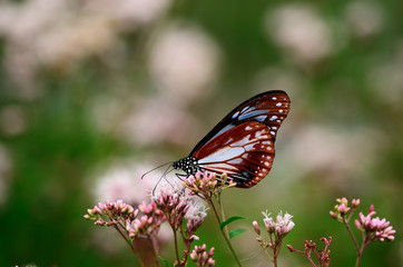 Fototapeta na wymiar 藤袴とアサギマダラ　（南下中） Japanese monarch butterfly on flowers