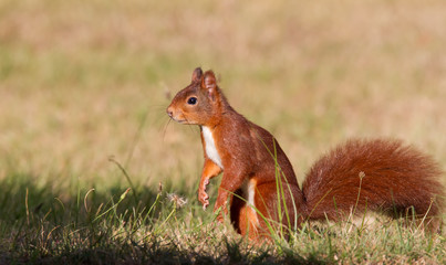 Eichhörnchen im Gras
