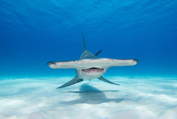 Great hammerhead shark underwater view at Bimini in the Bahamas. - Powered by Adobe