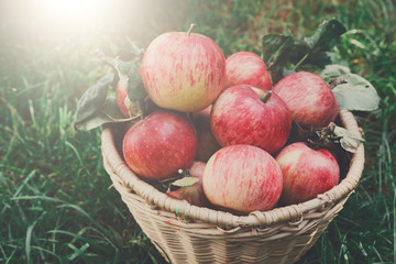 Basket with apples harvest near in garden