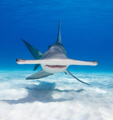 Great hammerhead shark underwater view at Bimini in the Bahamas. - obrazy, fototapety, plakaty