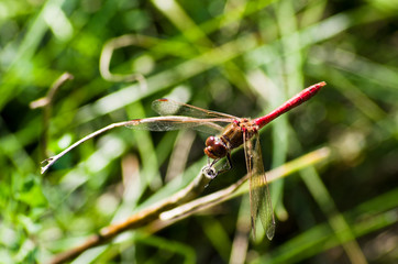 Dragonfly on twig in the field