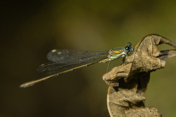 Kleinlibellenmakro