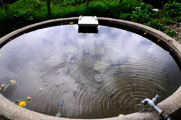 Viehtränke mit tropfendem Wasserhahn und darin schwimmenden Löwenzahnblüten