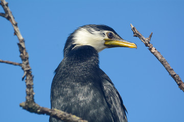 Pied Shag close-up
