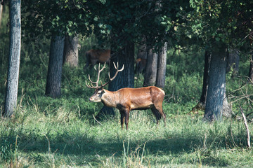 Red deer in runting season