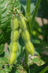 畑で実るエダマメ