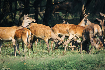 Red deer in mating season