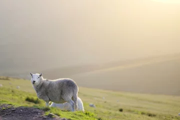 Photo sur Aluminium Moutons mouton à Pen y Fan