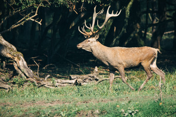 Red deer in mating season