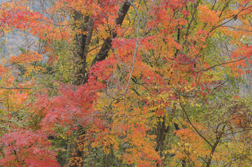 紅葉した森
