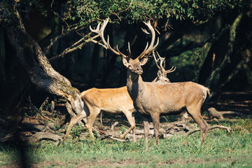 Naklejka na ściany i meble Red deer in mating season