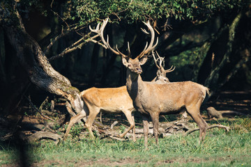 Red deer in mating season