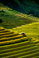 Rice fields on terraced in Northwest of Vietnam.