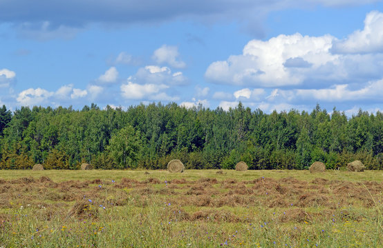 Фермерское поле с рулонами разнотравного сена