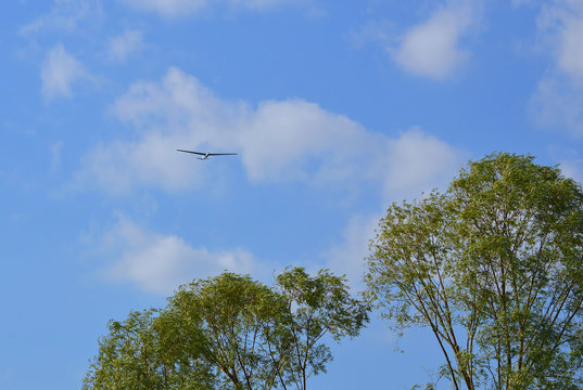 Спортивный планер высоко над деревьями на фоне облачного неба