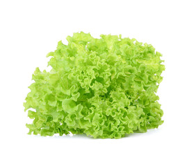 green oak lettuce isolated on white