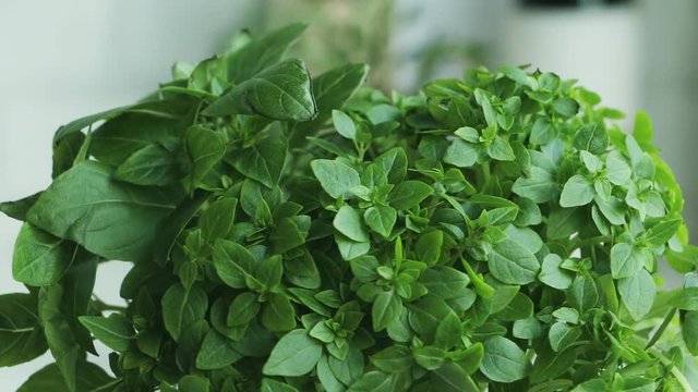 Concept of healthy food, italian cuisine and cooking. Fresh basil herbs - closeup, rotation.