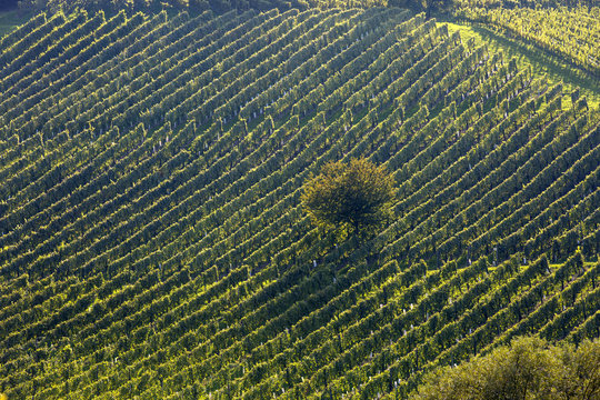 Weingarten an der s&uuml;dsteirischen Weinstrasse,Steiermark,&Ouml;sterreich
