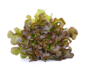 red oak lettuce isolated on white