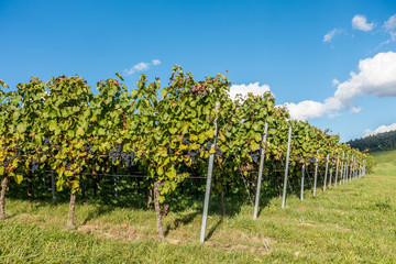 Naklejka premium Reife Weintrauben am Rebstock