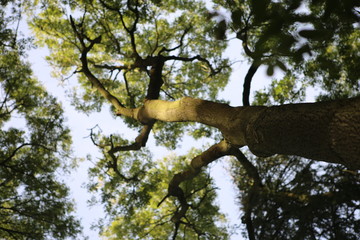 Tree in forrest looking up into the sky