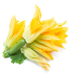 Zucchini flowers on a white background.