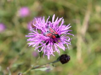 Widderchen,Flockenblume,Schmetterling,Blüte