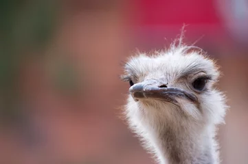 Keuken foto achterwand Struisvogel Close up of ostrich, looking skeptical