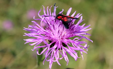 Widderchen,Flockenblume,Falter