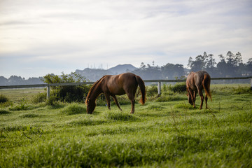 Obraz premium Horse