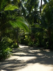 Palm trees leaning over footpath - Every day I walked on this path in the garden of Eden in the Maldives and every day palms whispered to me, 