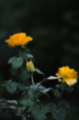 Yellow rose