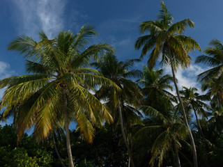 Obraz premium Paradise view of palm trees on a clear blue sky - I am pleased to paradise palm trees on a clear blue sky and palm trees glad to me in answer. Maldives.