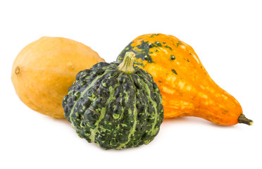 pumpkins decorative colorful various gourds ornamental assorted