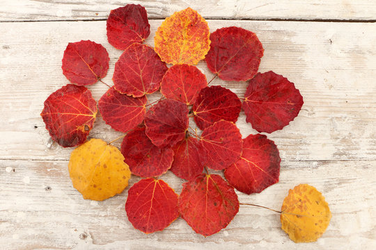 autumn leaf red aspen